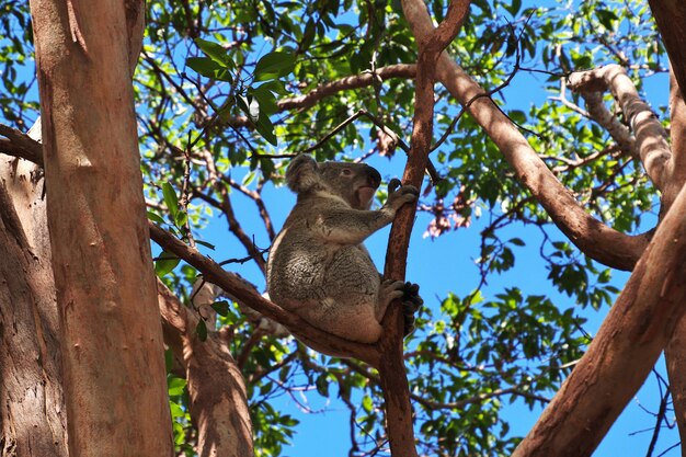 Koala en el zoológico de Taronga en Sydney