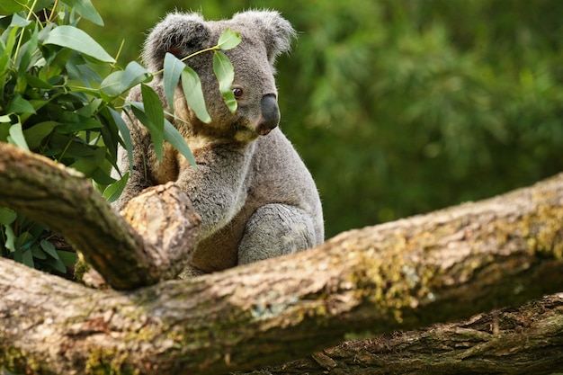 Koalabär auf einem Baum