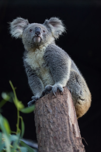 Koalabär sitzt in einem Baum.