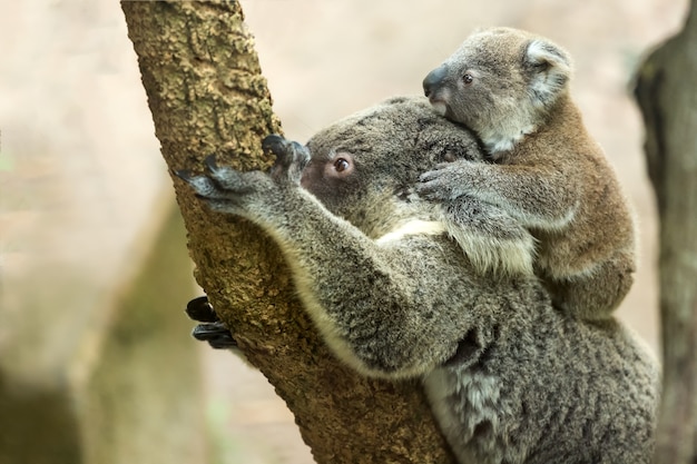 Koalabärenmutter mit Kindern auf einem Eukalyptusbaum.