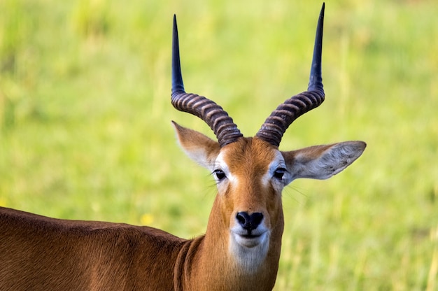 Kob ugandés. Parque Nacional de Murchison Falls. Uganda. África