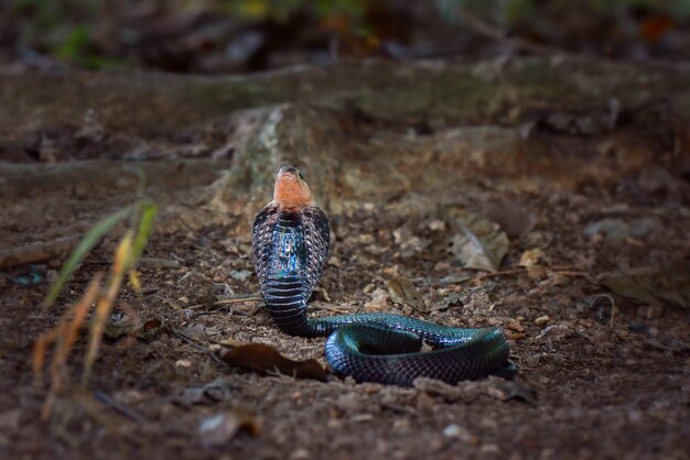 Kobra im aktuellen Wald