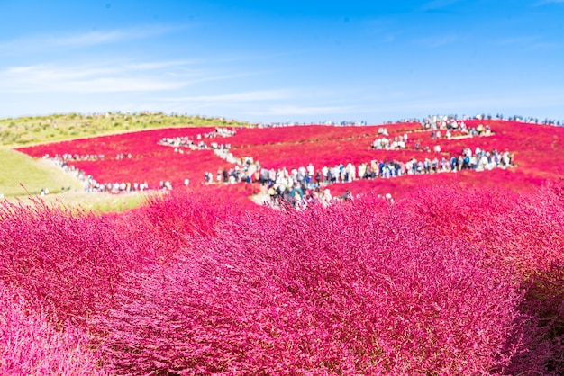 Kochia y el cosmos presentaron Hitachi Ibaraki Japón