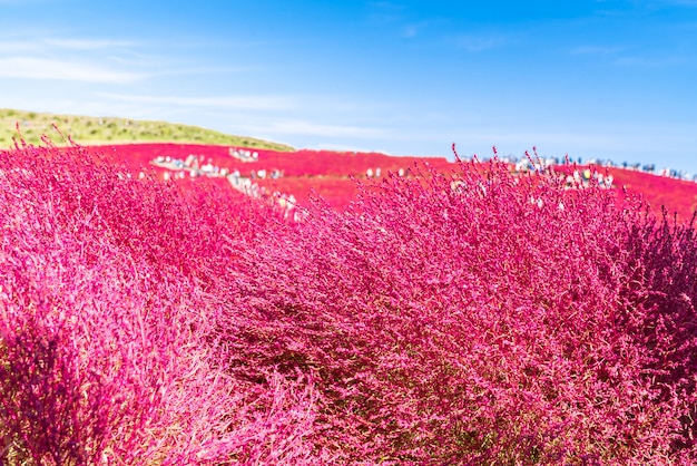 Kochia y cosmos presentaron a Hitachi Ibaraki Japón.