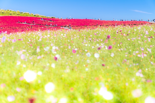 Kochia e cosmos arquivaram Hitachi Ibaraki Japan