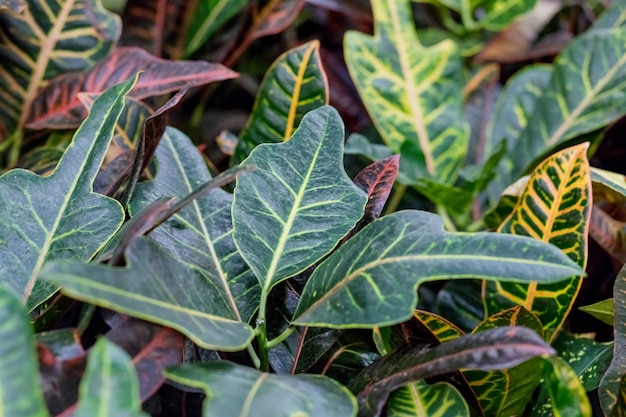 Kodiyeum planta Croton Codium folhas verdes com veias amarelas e laranja Fundo natural Folha de uma flor em casa A folhagem é brilhante e bela flor tropical Codiaeum planta