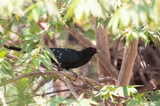 Koel asiático empoleirado em um arbusto - pássaro macho