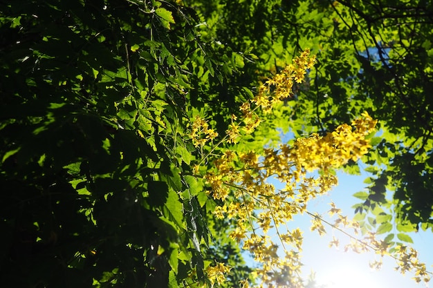 Koelreuteria paniculata é uma espécie de planta com flor da família Sapindaceae Uma árvore que floresce com flores amarelas Árvore Goldenrain orgulho da Índia China árvore e a árvore do verniz