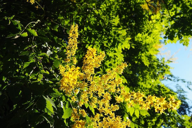 Koelreuteria paniculata ist eine blühende Pflanzenart aus der Familie der Sapindaceae, einem blühenden Baum