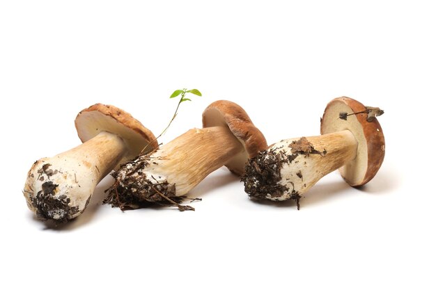 Foto könig bolete isoliert auf weißem hintergrund es ist vegetarisches diät-essen