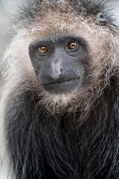 König Colobus