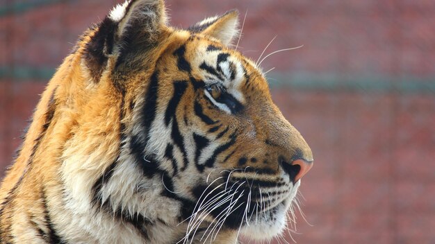 Foto könig des dschungels tiger