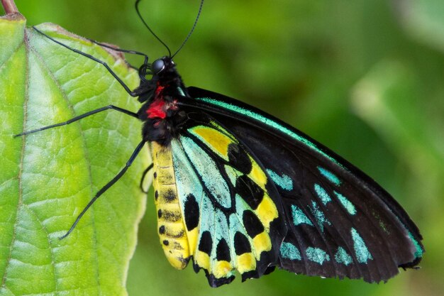 Königin Alexandras Vogelflügel