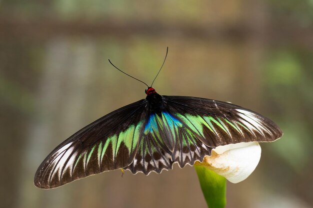 Königin Alexandras Vogelflügel