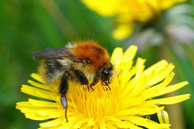 Königin einer gemeinen Hummel (Bombus pascuorum) auf einem Löwenzahn (Taraxacum officinale)