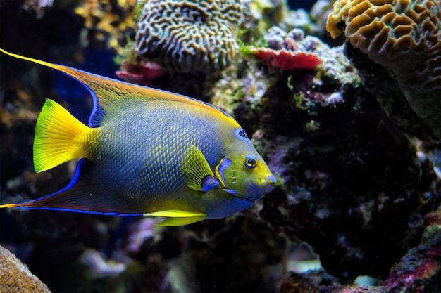 Königin-Kaiserfisch holacanthus ciliaris auch bekannt als der blaue Kaiserfisch goldener Kaiserfisch oder gelber ...