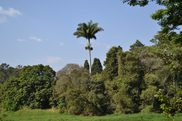 Foto königliche palme, die heraus mitten in dem wald an einem sonnigen tag des sommers steht