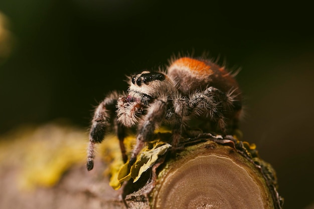 Königliche Springspinnenfrau auf dunklem Hintergrund Nahaufnahme Makrofotospinne