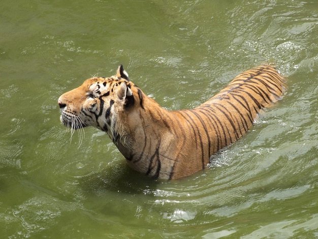 Königlicher Bengaltiger