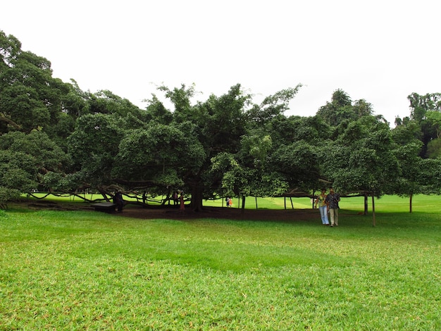 Königlicher Botanischer Garten, Kandy, Sri Lanka