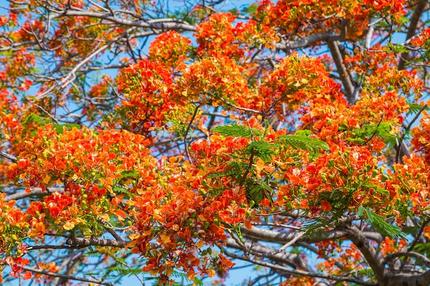 Foto königlicher poinciana baum