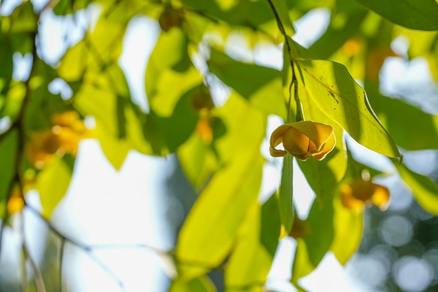 Königreich Kambodscha oder Weißer Käseholzbaum Gelber Rumdul Floweron Blur-Hintergrund