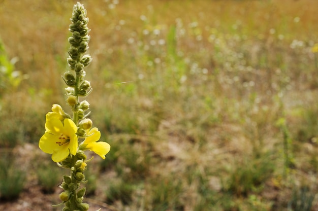 Foto königskerze (verbascum thapsus)