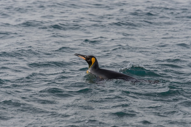 Königspinguin, der vom Meer geht