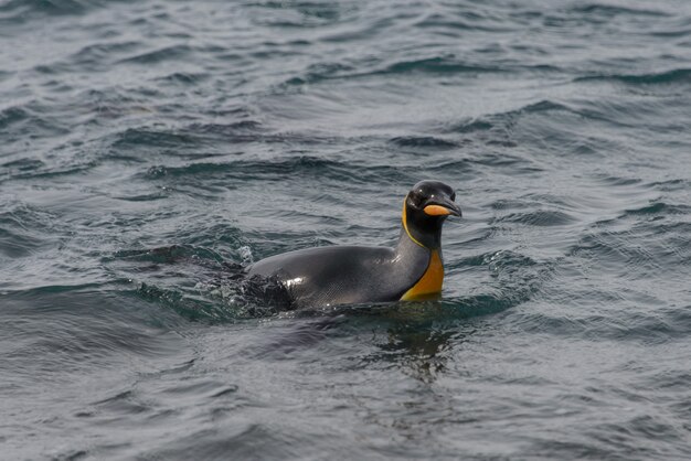 Königspinguin, der vom Meer geht