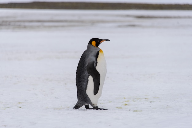 Königspinguin