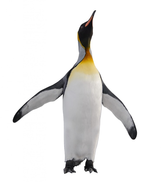 Königspinguin