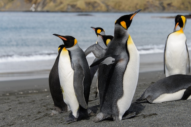 Königspinguine auf der Insel Südgeorgien