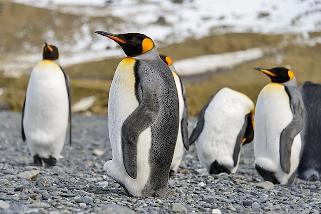 Königspinguine auf der Insel Südgeorgien