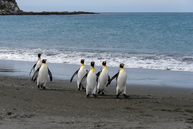 Königspinguine auf der Insel Südgeorgien