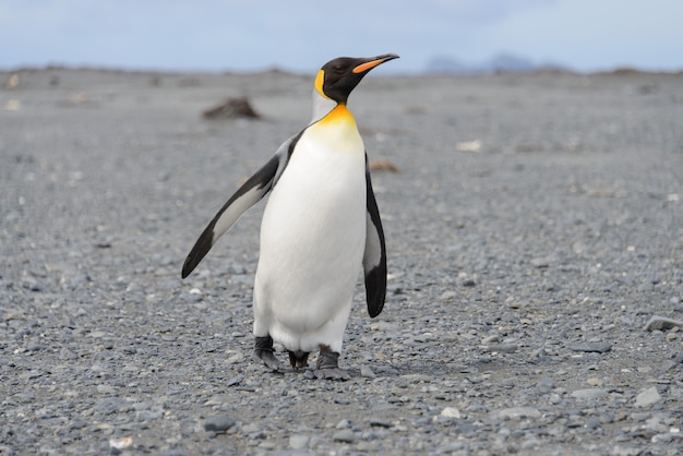 Königspinguine auf der Insel Südgeorgien