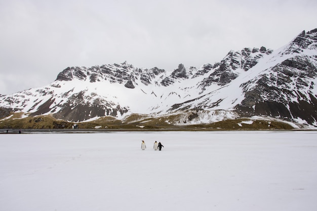 Königspinguine auf der Insel Südgeorgien