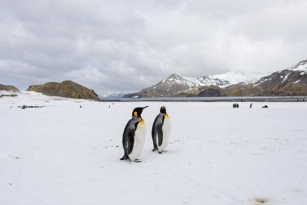 Königspinguine in der Antarktis auf Südgeorgien-Insel