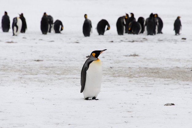 Königspinguine in der Antarktis auf Südgeorgien-Insel