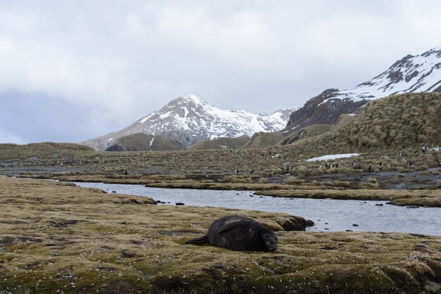 Königspinguine in der Antarktis