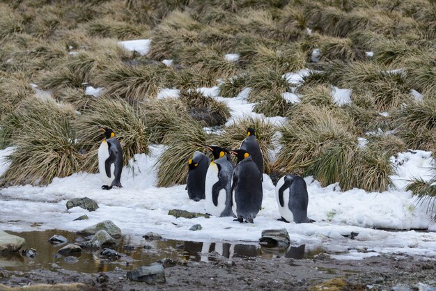 Königspinguine in der Antarktis