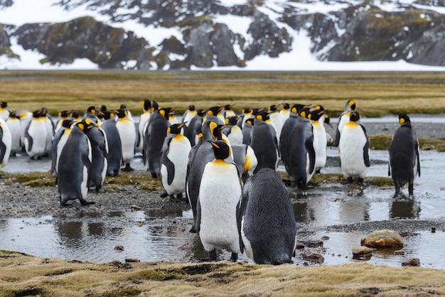 Königspinguine in der Antarktis