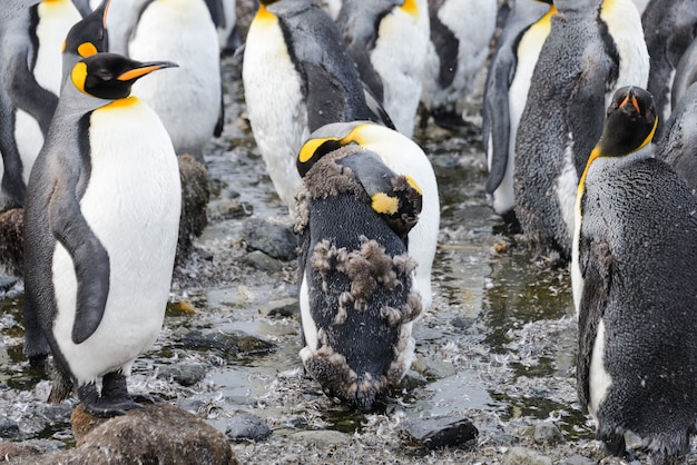 Königspinguine mit Chiks auf Südgeorgien-Insel