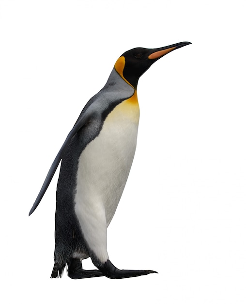 Königspinguine