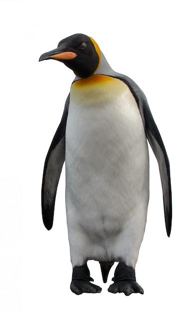 Königspinguine