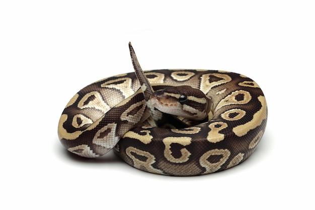 Königspython Mojave Nahaufnahme auf isoliertem Hintergrund