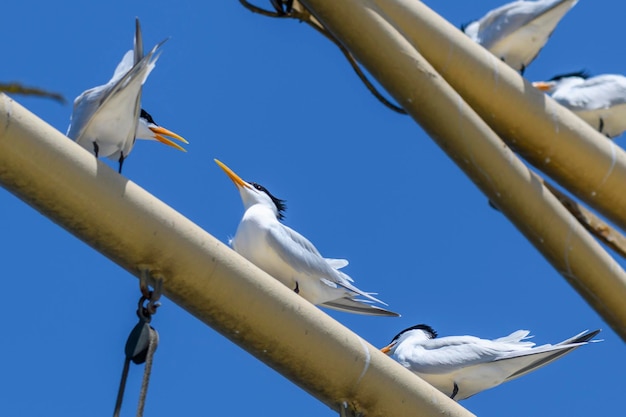 Königsseeschwalbe Seevogel fliegt Möwe am Himmel