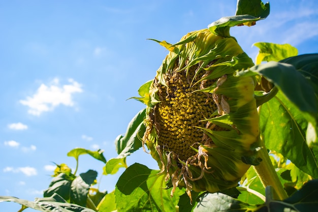 Köpfe von Sonnenblumen auf dem Feld während der Reifung