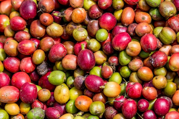 Körner reifer Kaffee Nahaufnahme. Ostafrika. Kaffeeplantage.