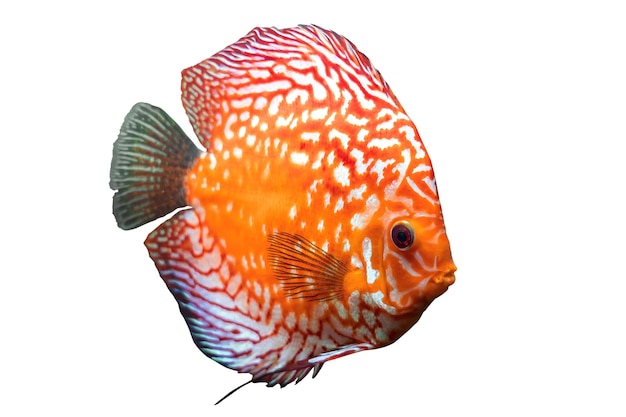 Körper voller farbenfroher Diskus- oder Pompadourfische Orange-Goldfisch isoliert auf weißem Hintergrund mit abgeschnittenem Pfad Amazonas-Flusstier Südamerika Pumpadourfisch