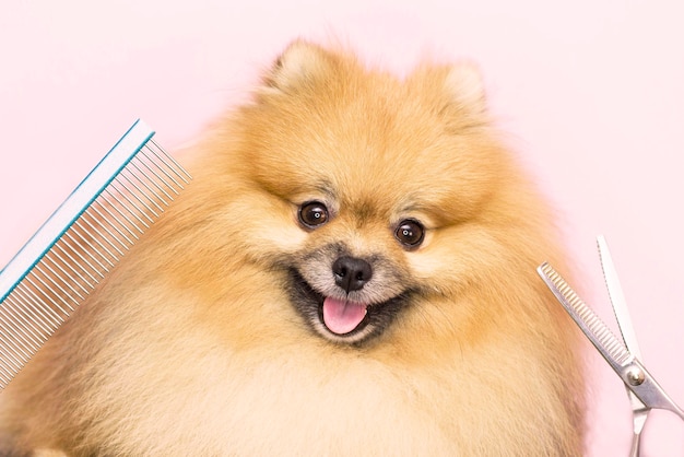 Körperpflege. Ein lächelnder pommerscher Hund bekommt in einem Tierpflegesalon einen Haarschnitt. Nahaufnahme. Rosa Hintergrund. Schere und Kamm in der Nähe der Schnauze des Hundes.